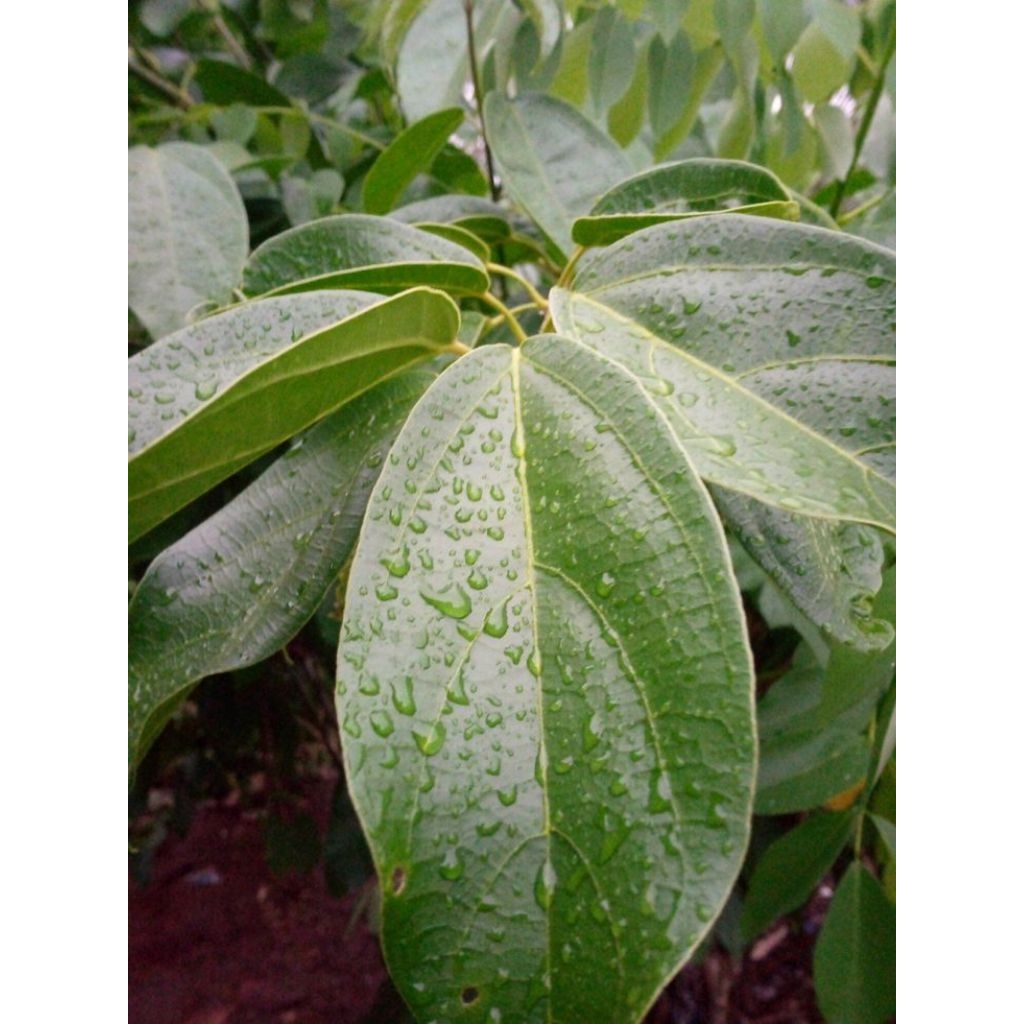 

Daun cincau perdu fresh petik dadakan 100 lembar+ bonus