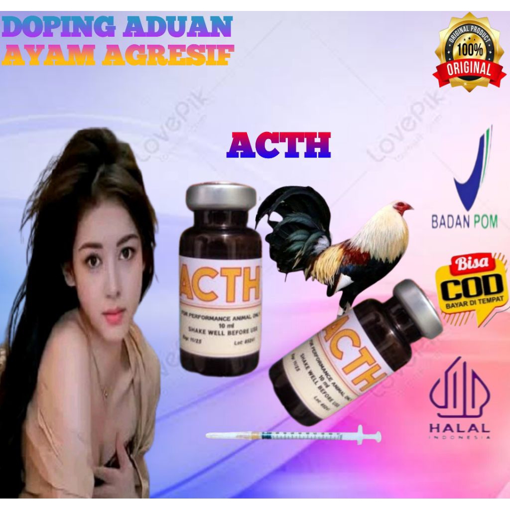 Acth Doping Ayam aduan Taji sambung pisan Philipin terbaik