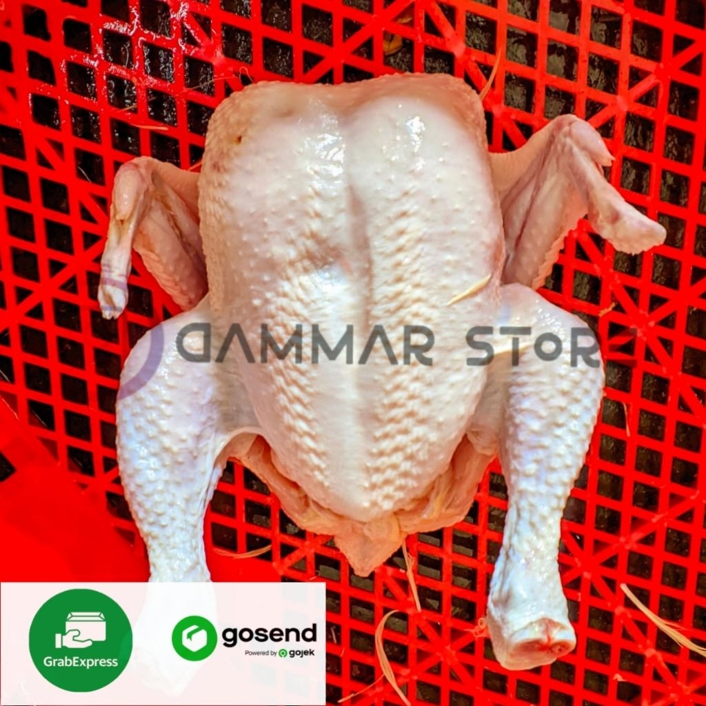 

AYAM BROILER UKURAN 0,9-1KG FRESH BUKAN FROZEN