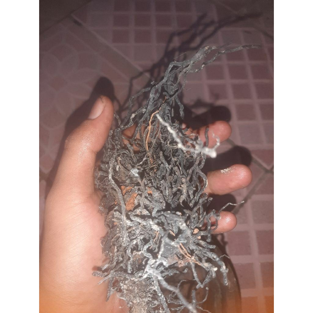 

akar hirang orisineal alam