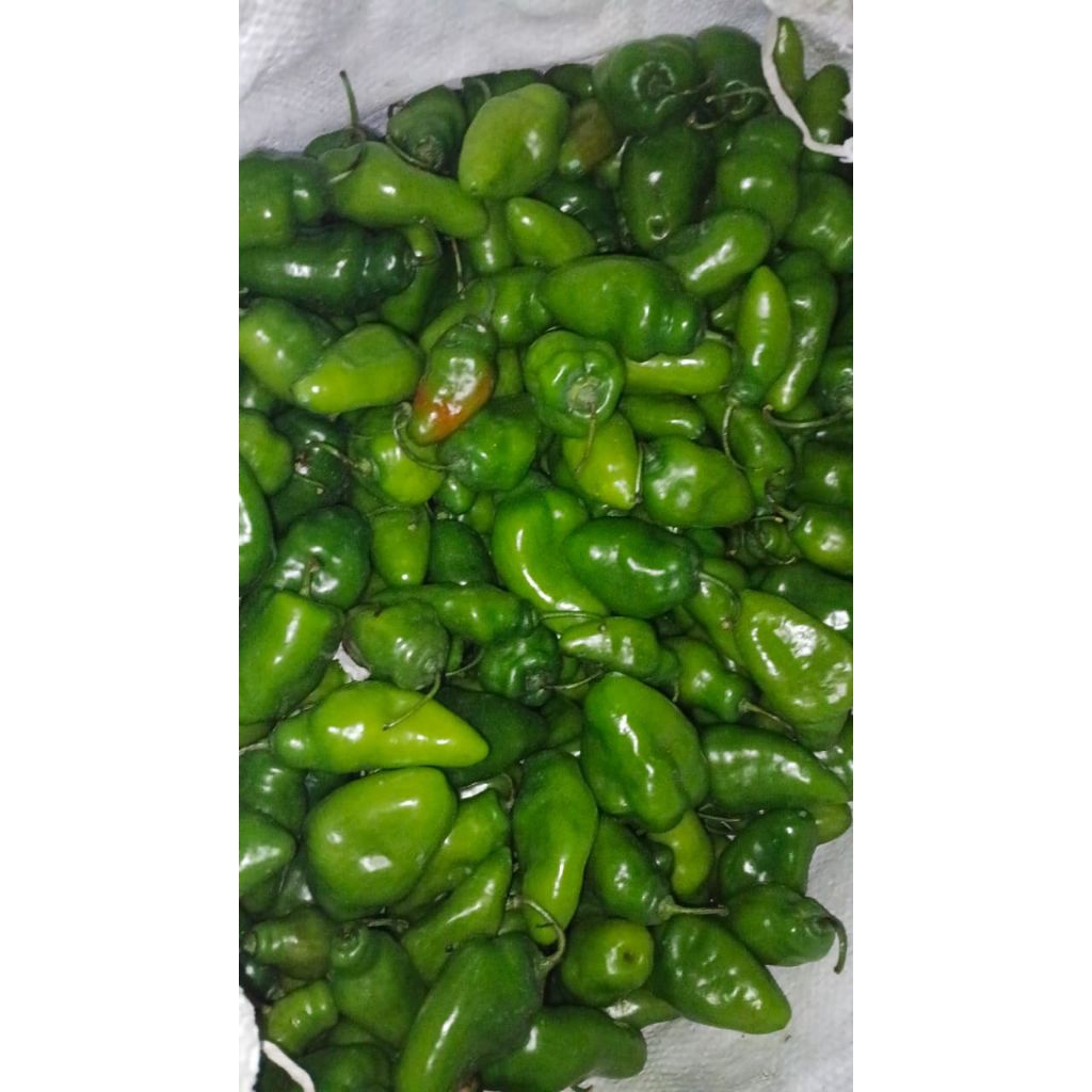 

Cabe Gendot Segar Bandung 200 gram, 250 gram, 500 gram, 1000 gram