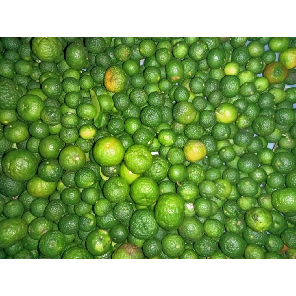 

jeruk limo ukuran sedang 1kg fresh di petik langsung dari petani