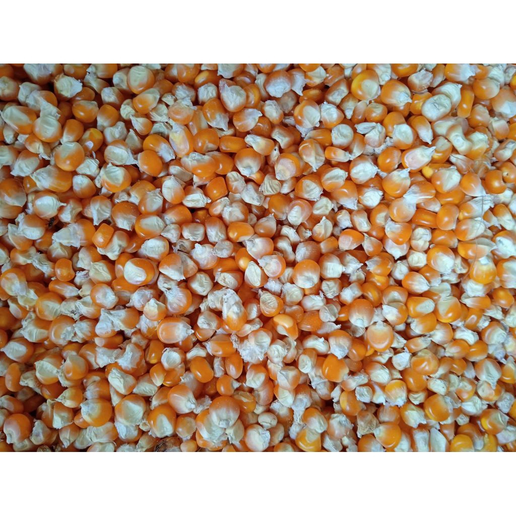 

jagung kering 1kg