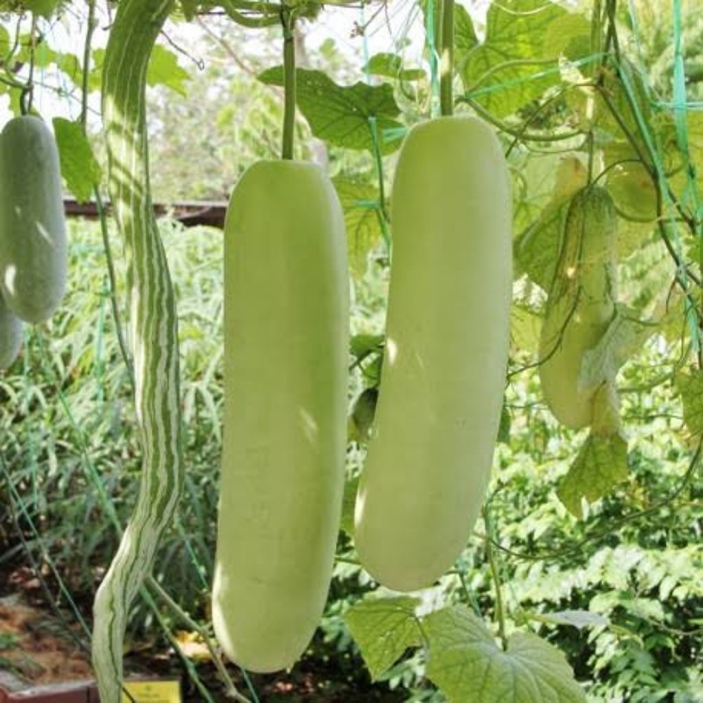 COD 100++ BENIH SAYUR BLIGO BLONCENG SUPER JUMBO PANJANG SIAP TANAM