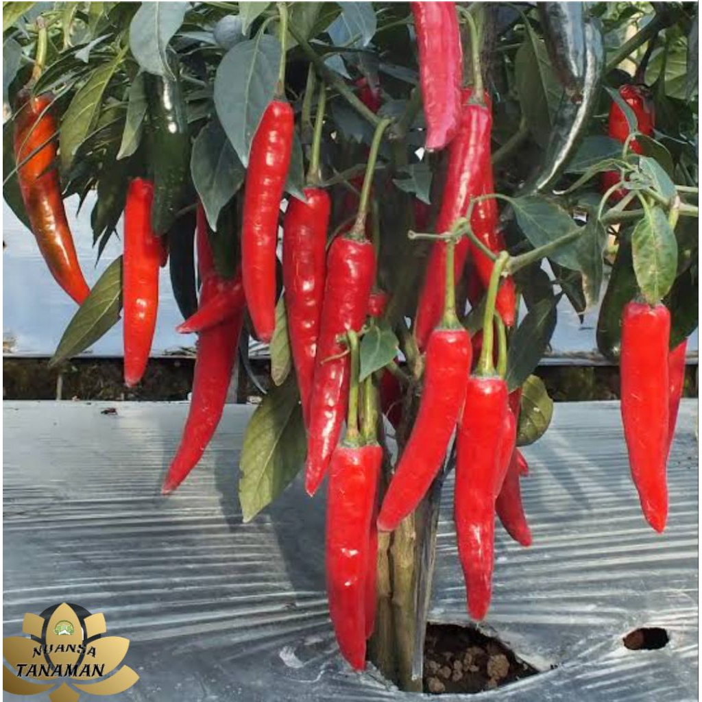 Tanaman Pohon Buah Cabe Merah Besar Dewasa/Pohon Cabe Merah Besar Siap Tanam