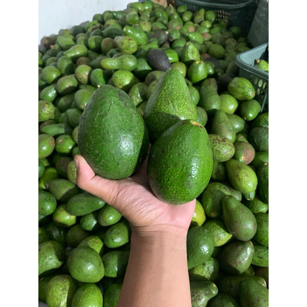 

ALPUKAT MENTEGA 1 KG ISI 2-3-4-5-6 GARANSI