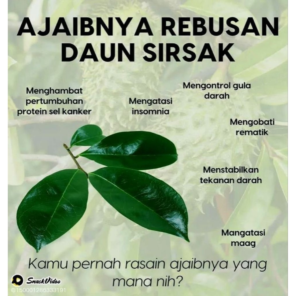 

DAUN SIRSAK LANGSUNG PETIK DARI POHON OBAT HERBAL KANKER, ASAM URAT, DLL.