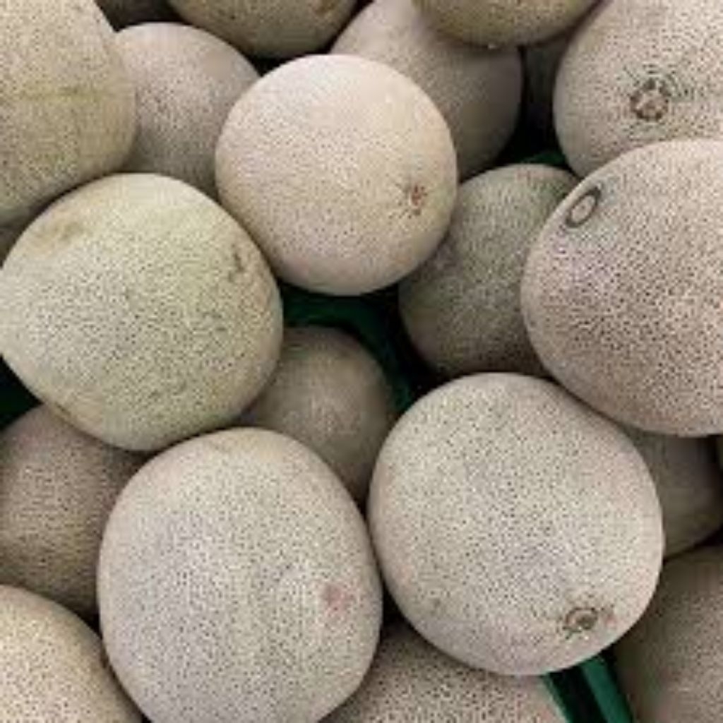 

buah melon 1 whole kurleb 1 kg mini fresh termurah