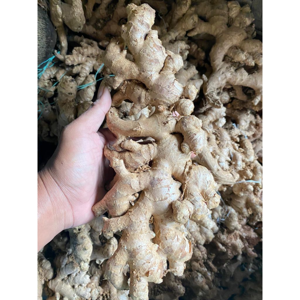 

jahe gajah dijamin masih segar