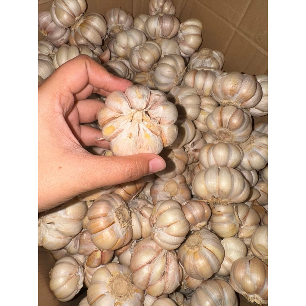 

Bawang Putih per KG Murah Bumbu Dapur