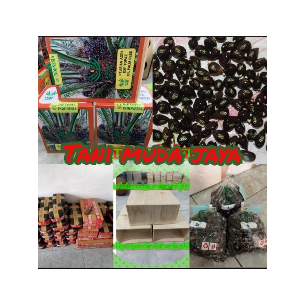 Bibit benih sawit berkecambah varietas TOPAZ asian agri benih unggul