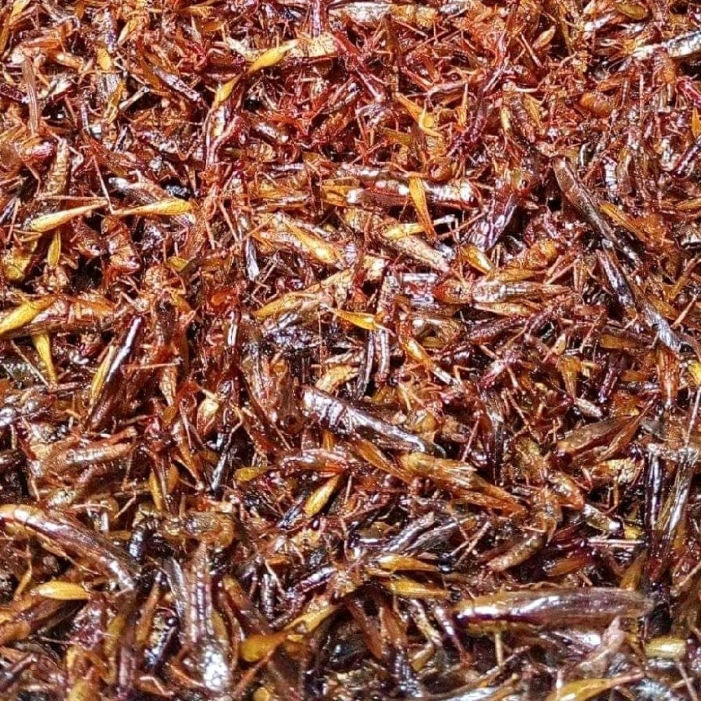 

Belalang Goreng Besar Rasa Original Cemilan Unik Ekstrim 1 kg