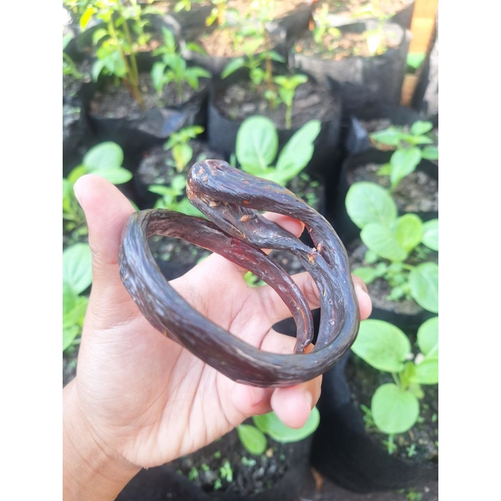 Gelang Akar Bahar Merah Unik Variasi Combong 100% Original