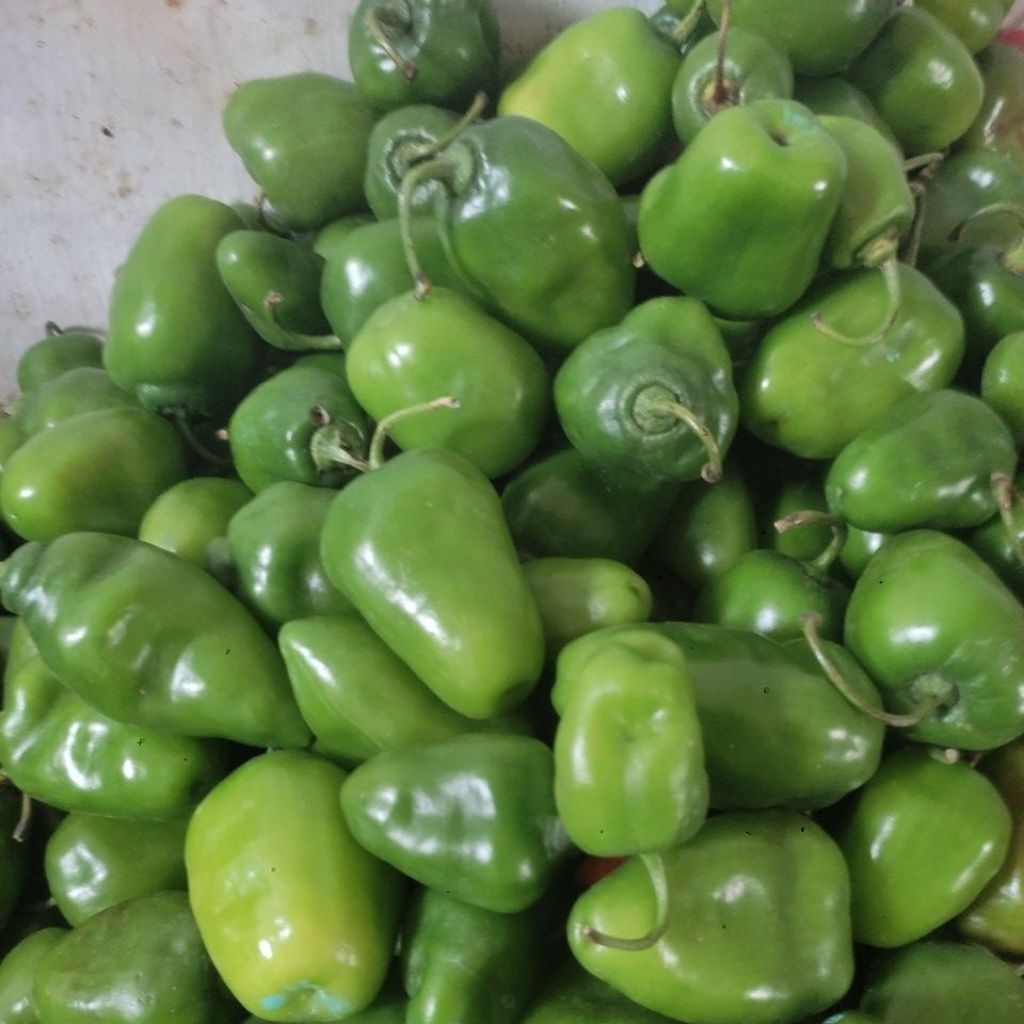 

cabe gendot turun harga promo ambyar