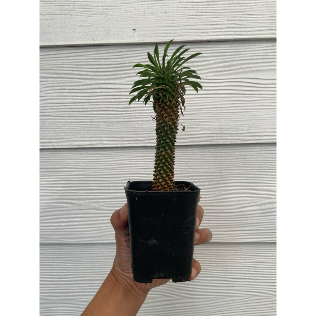 Kaktus euphorbia sutetsu kirin