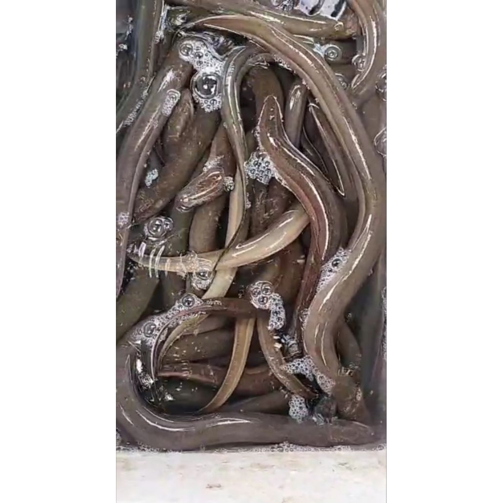 

BELUT SAWAH JUMBO (KWALITAS GRADE A) isi 2 - 8 ekor per kilonya. sesuai stok yang ada