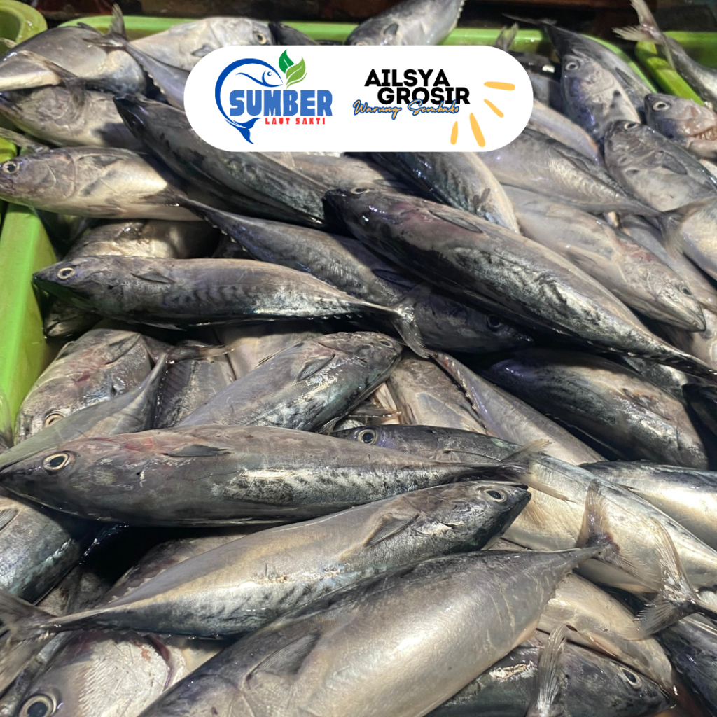 

Tongkol Kecil Cakalang Segar Fresh 1 Kg - Tongkol Abu abu Putih Doha