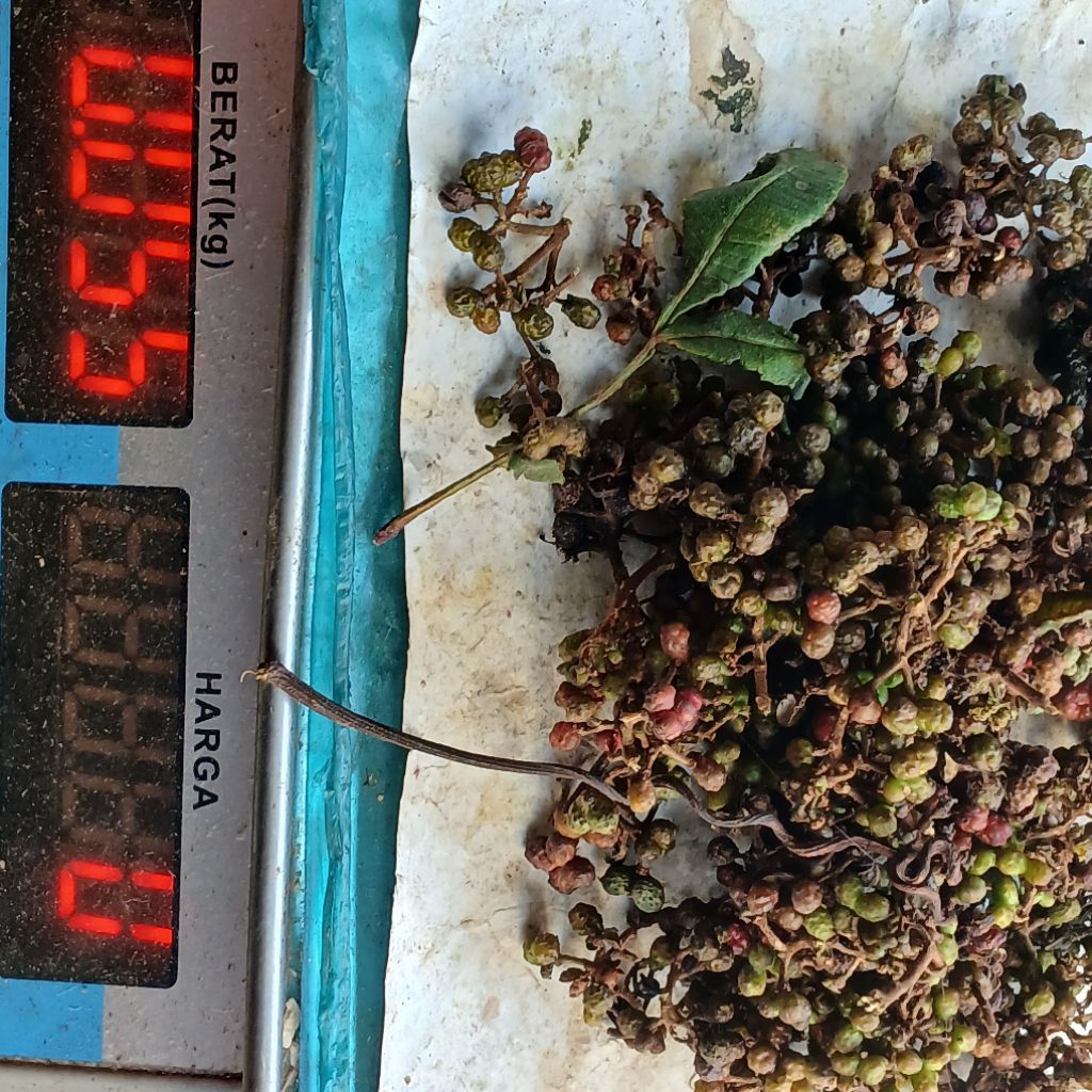 

50 GRAM ANDALIMAN SEGAR DI Paking Vacum