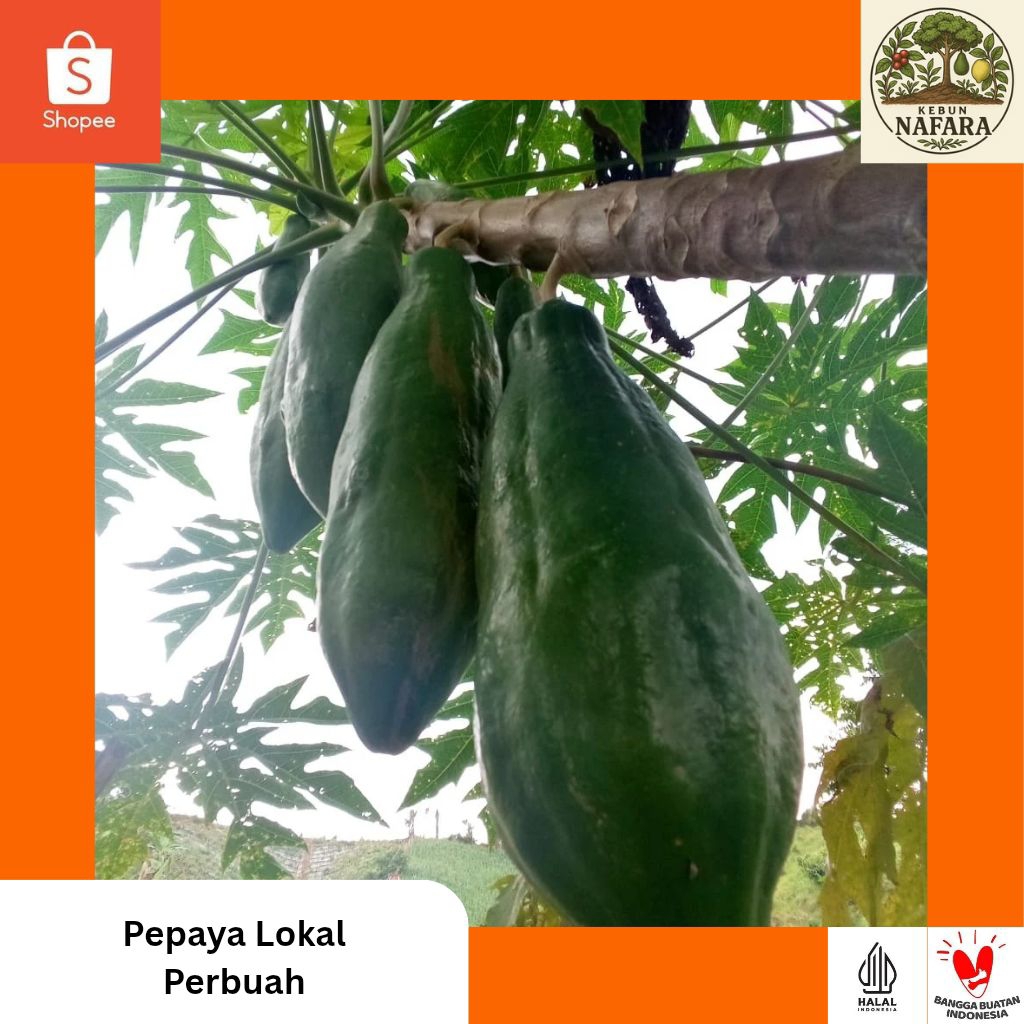 

Pepaya Lokal (Perbuah)