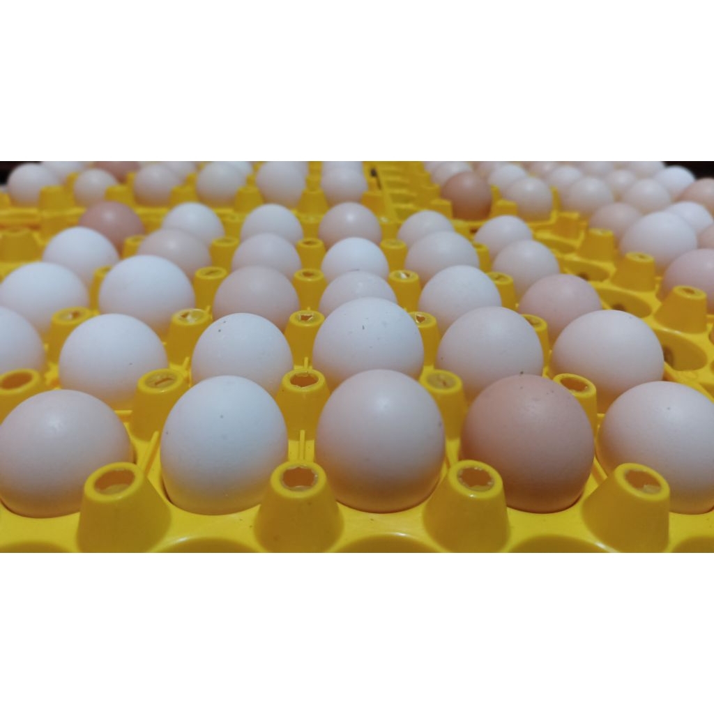 TELUR TETAS AYAM ELBA(Ayam Kampung Petelur)