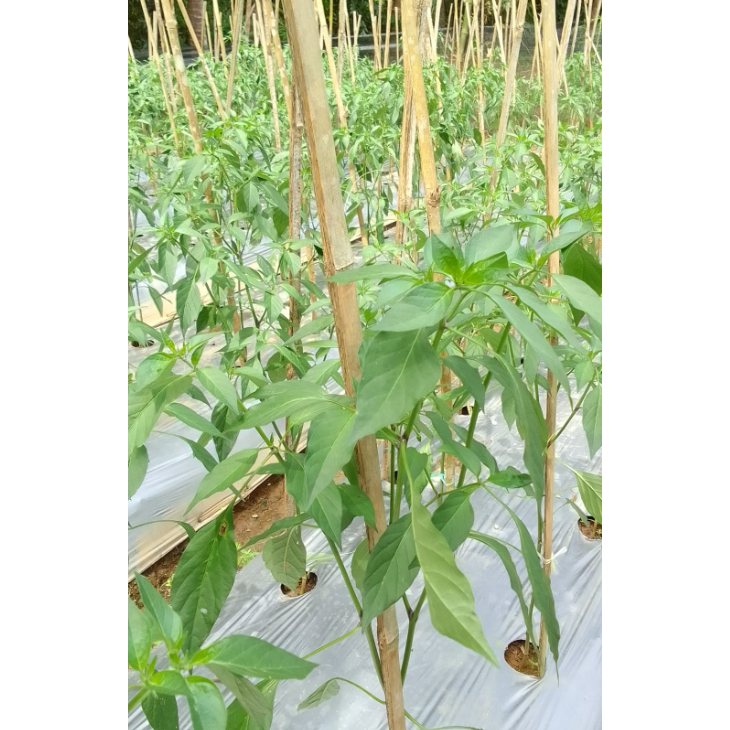 Raflezia Benih Cabe Keriting Hibrida Jukan F1 100 Seed Benih Prima Tahan Penyakit Cabangan Banyak