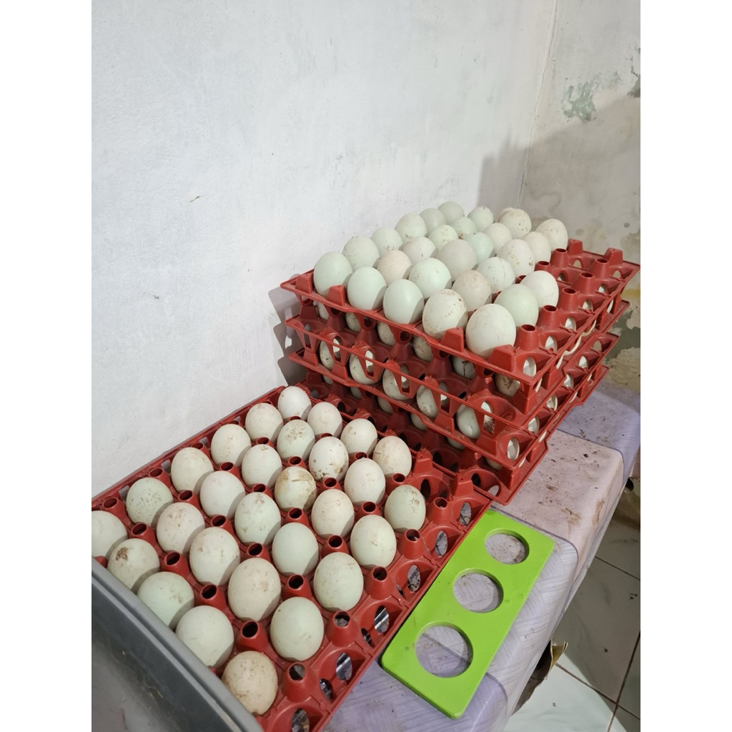 

Telur bebek omega fresh #telurbebekmentah#