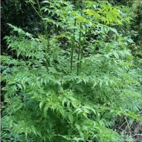 

daun mindi segar, daun herbal segar, diambil saat order masuk per250 gram