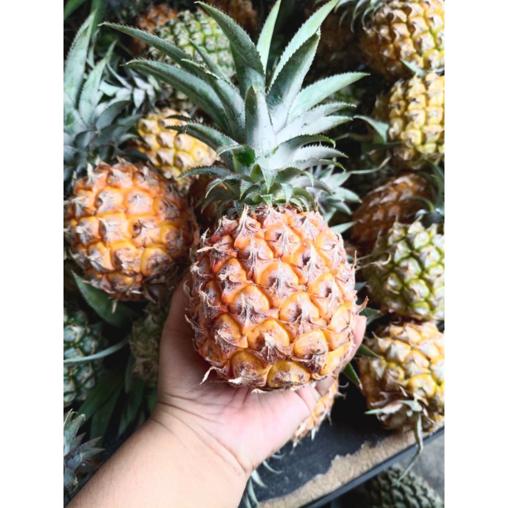 

Nanas Pemalang 3Glundung