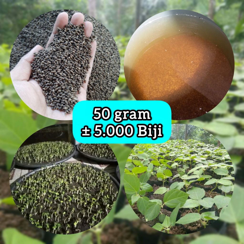 Bibit Kayu Balsa Putih Super 50 gr - Biji Pohon Balsa Putih Unggul