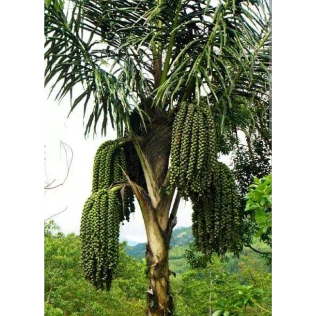 

Buah aren segar/buah kolang kaling buah aren utuh