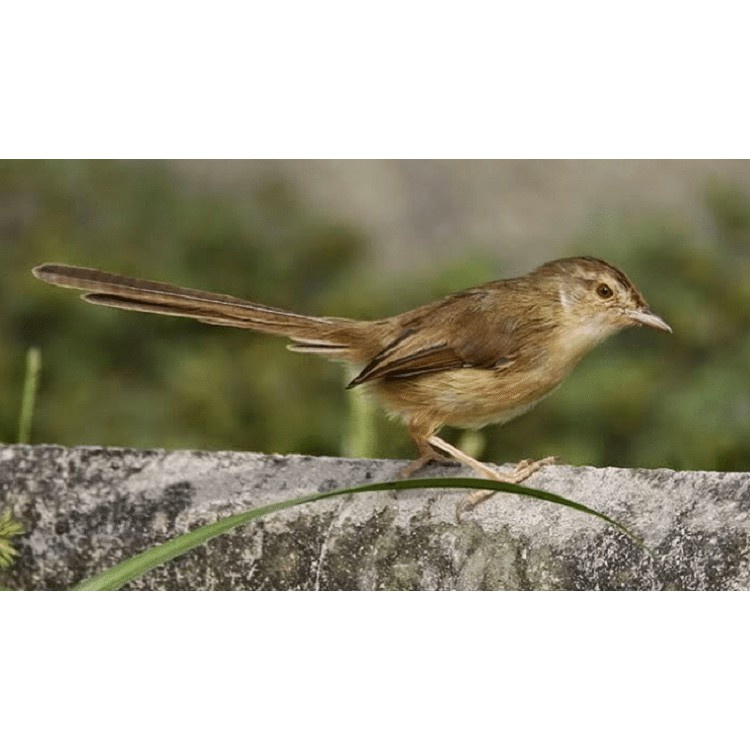 Ciblek Gunung CIGUN Bekasi