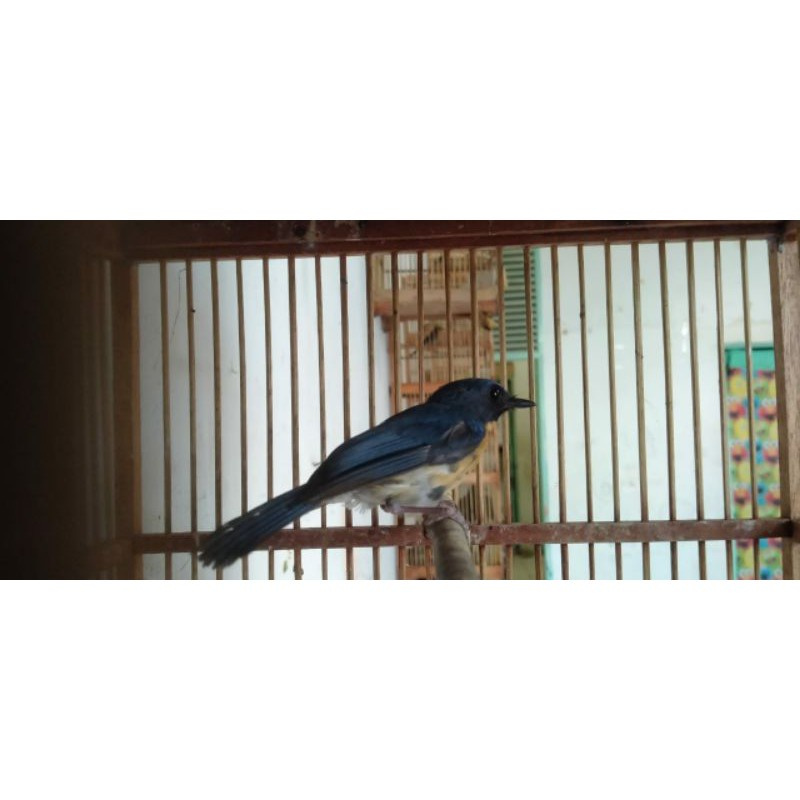 Tledekan Gunung Banyuwangi Bekasi