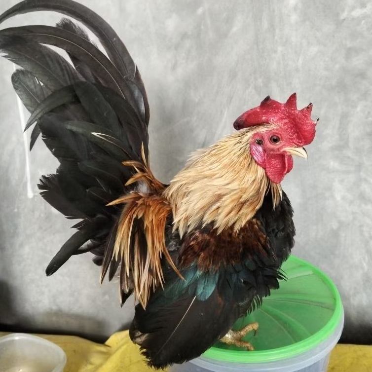 Ayam kate jantan indukan