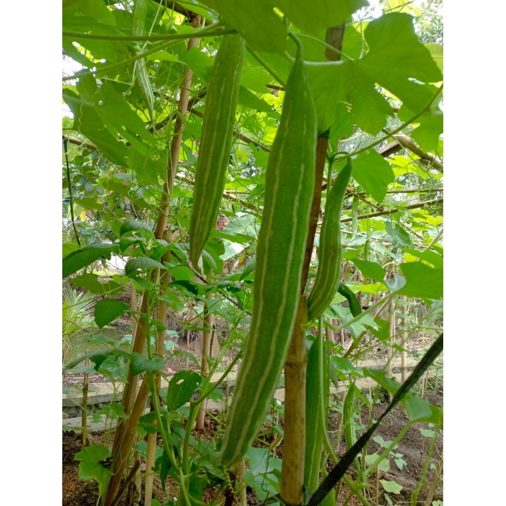 Biji Benih Pare Belut Paria Belut