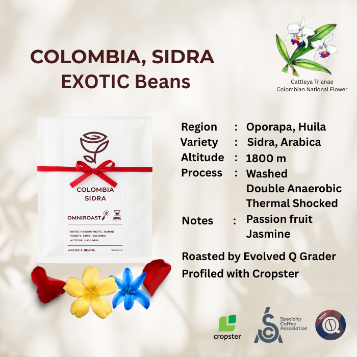 

Colombia Sidra Exotic Beans Single Origin Arabica Specialty Coffee - Rosest Rosetery Thermal Shocked