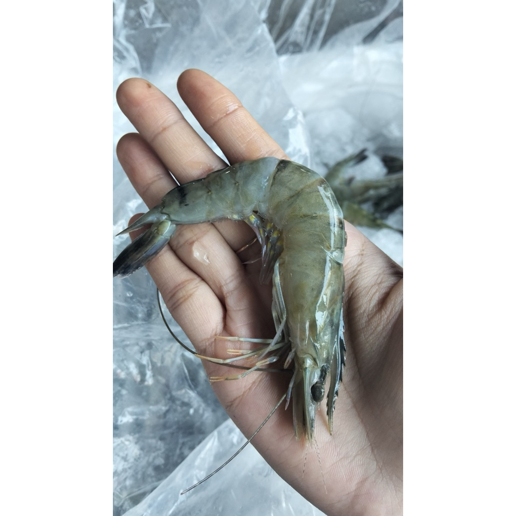 

UDANG WINDU SEGAR FROZEN uk 40 SEDANG 1 kg Instant only