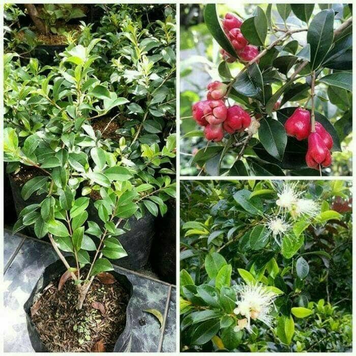 Tanaman Hias Jambu Air Lily Pily
