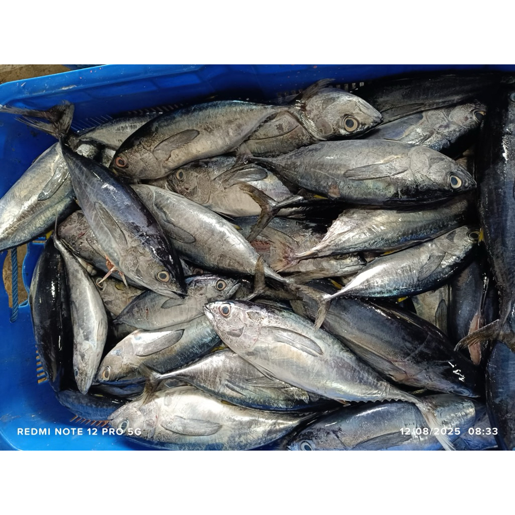 

IKAN TUNA SIRIP KUNING BOBOT 1 KG FROZEN