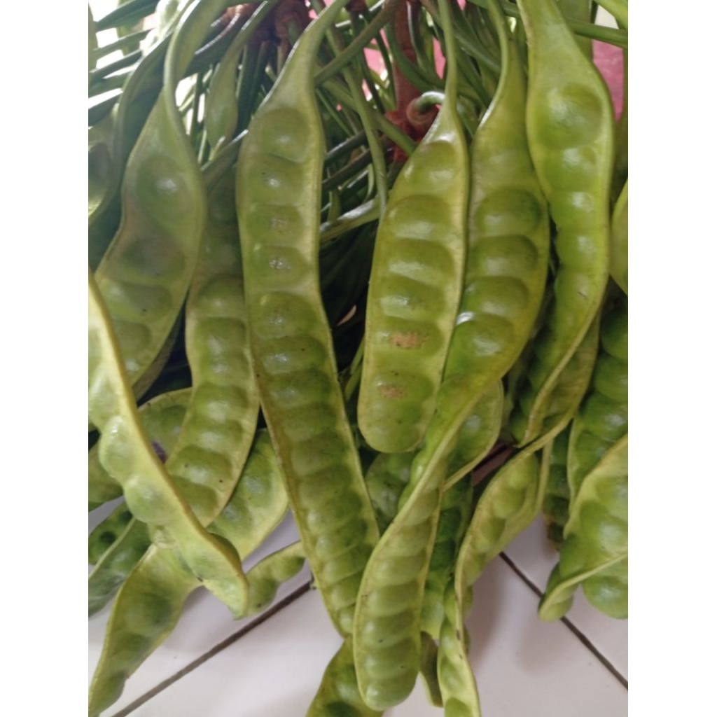 

pete muda harga per 15 lonjor