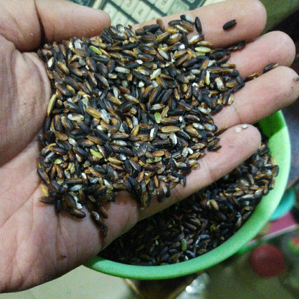 

Organik beras hitam landong kesehatan badan 1kg