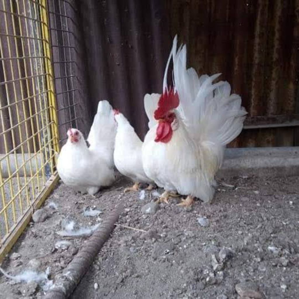 

paket hemat 3 telur ayam hias Serama putih fertil siap buat ditetaskan
