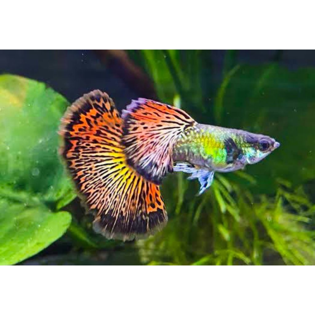 AKSESORIS AQUARIUM SEPASANG GUPPY RED DRAGON