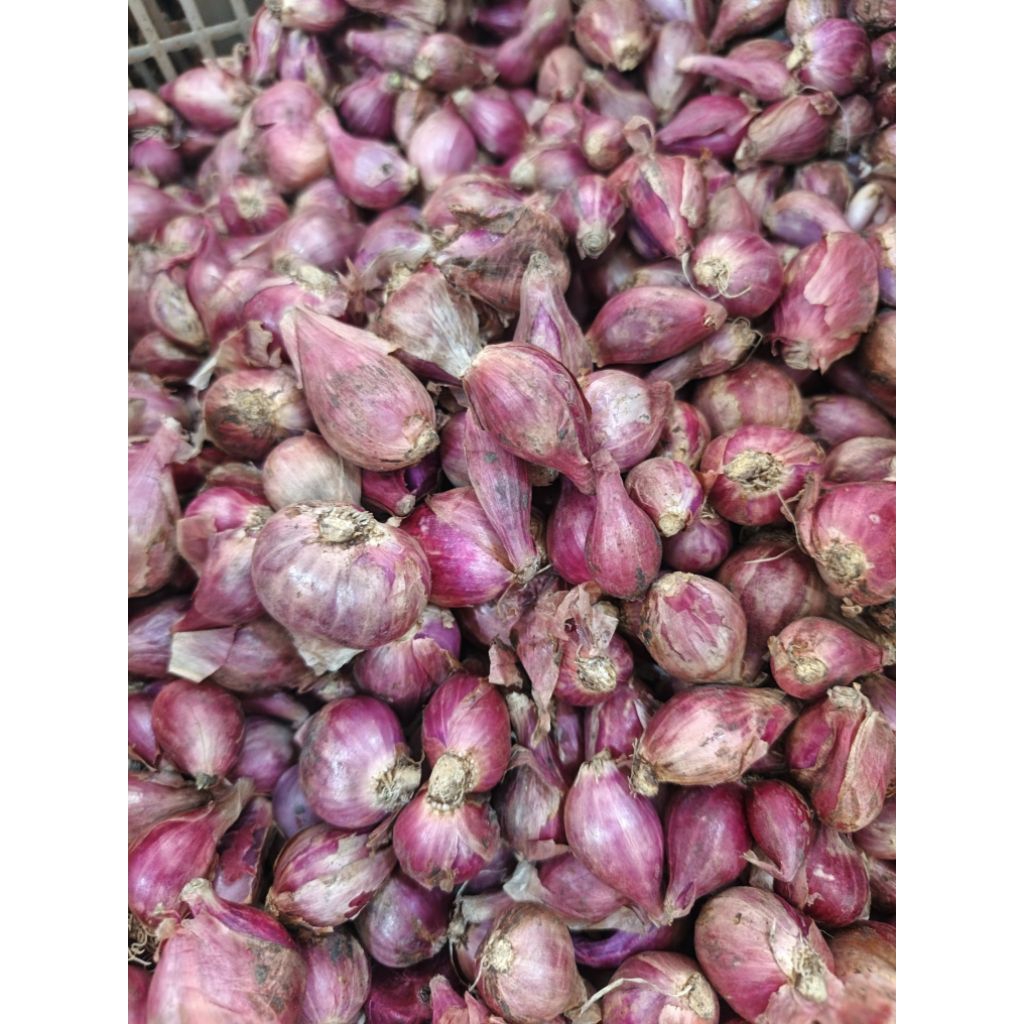 

Bawang merah probolinggo 1 kg
