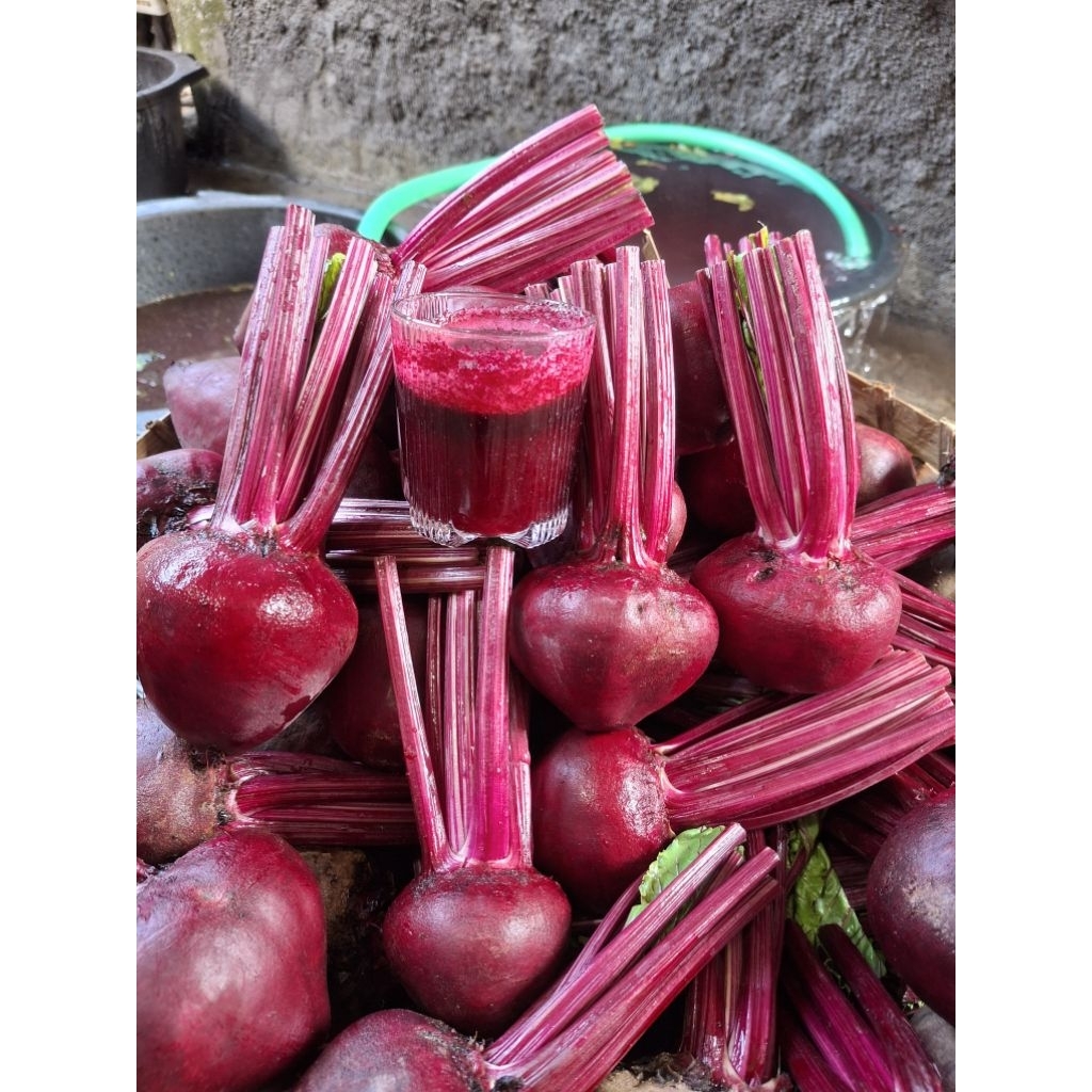Buah bit 1 kg beet root BATU MALANG  fresh langsung dari kebun / free packing kardus