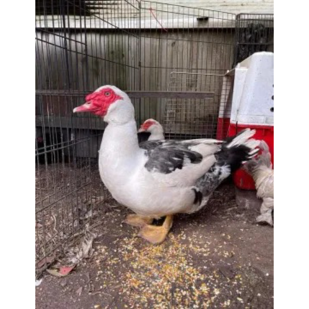 

TELUR TETAS MENTOK RAMBON JUMBO UNTUK DI TETASKAN