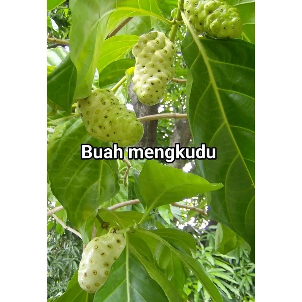 

mengkudu/cengkudu segar 1kg murah berhasiat tinggi