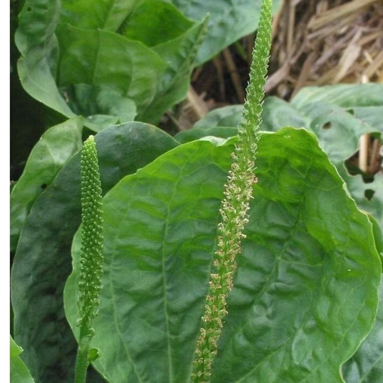 

Ki urat atau daun sendok beserta akar 200 gram fresh