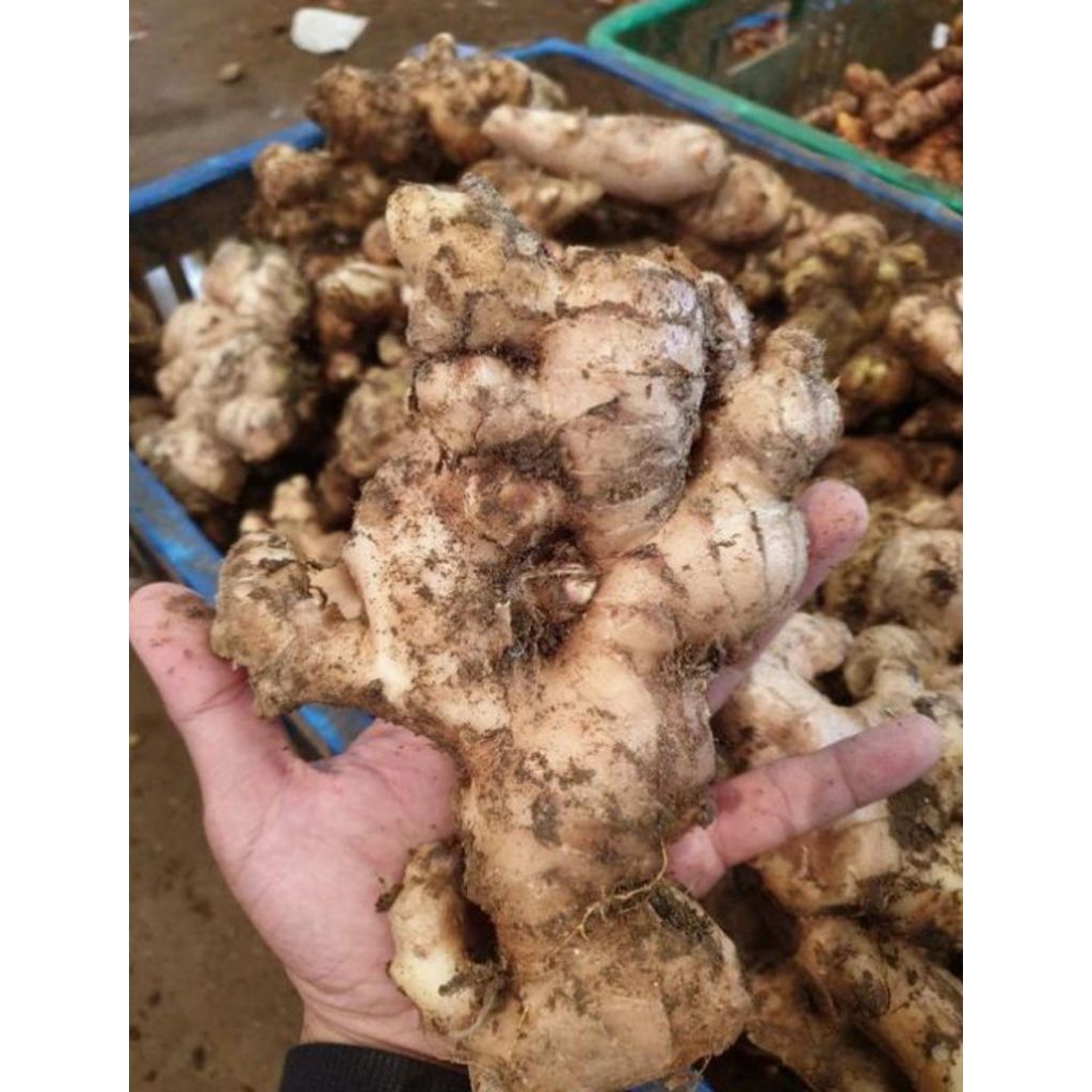 

jahe gajah segar 1 kg bisa untuk bibit