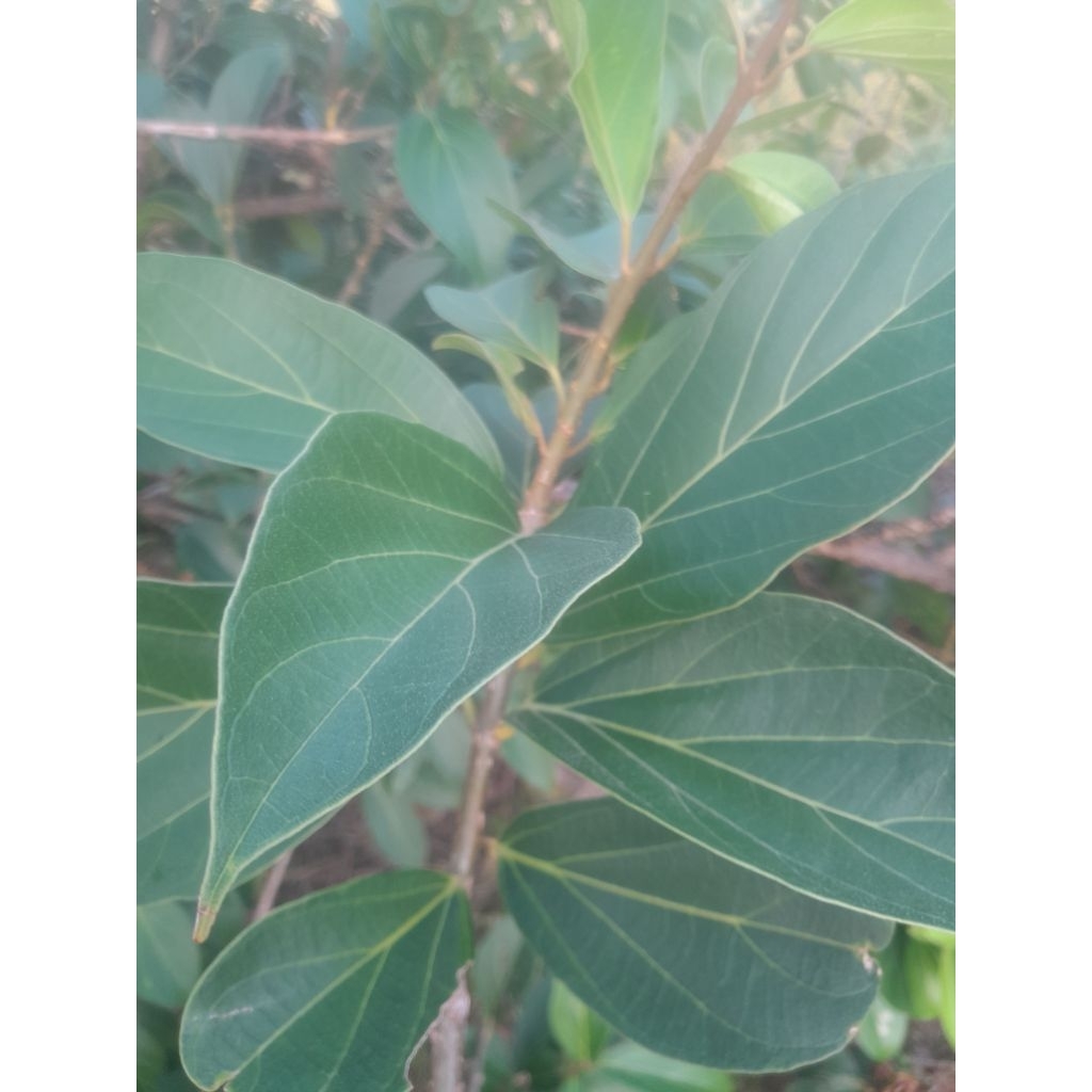 

Daun cincau 50 lembar