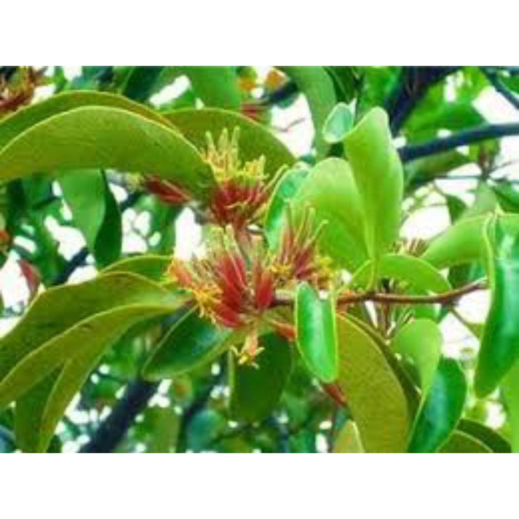 

Benalu Duku, Jeruk Nipis, Kopi, Mangga, Belimbing wuluh, Rambutan, Sirsak